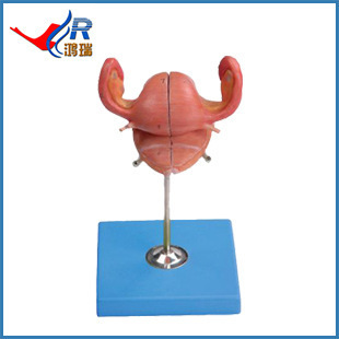 医药教学器材批量生产 子宫解剖模型HR/A15109，性价比与品质兼备