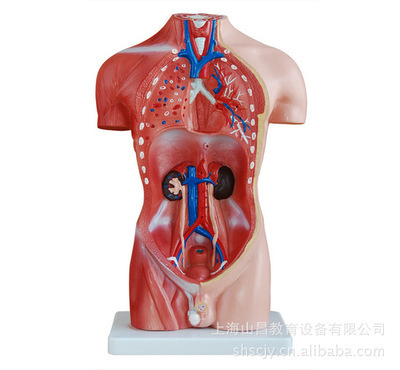 医药教学器材-42CM男性躯干模型13件 医学模型 医疗模型 医学教材 医学器材